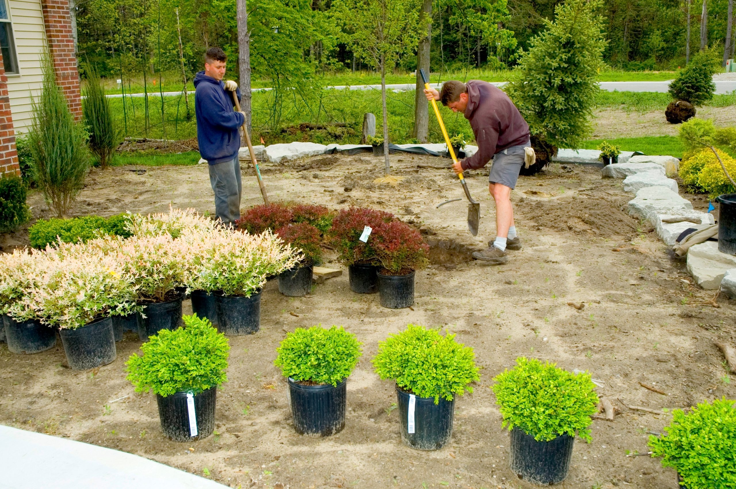 Planting design with native shrubs and perennials in Princeton, NJ
