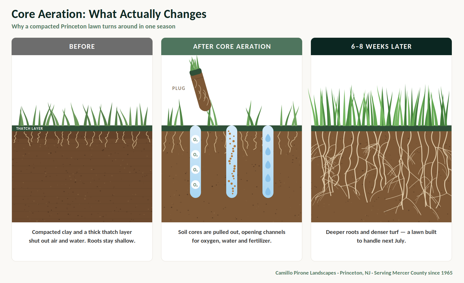 Diagram comparing a compacted lawn with shallow roots, a lawn just after core aeration with open channels for air, water and nutrients, and the same lawn six to eight weeks later with deeper roots and denser turf