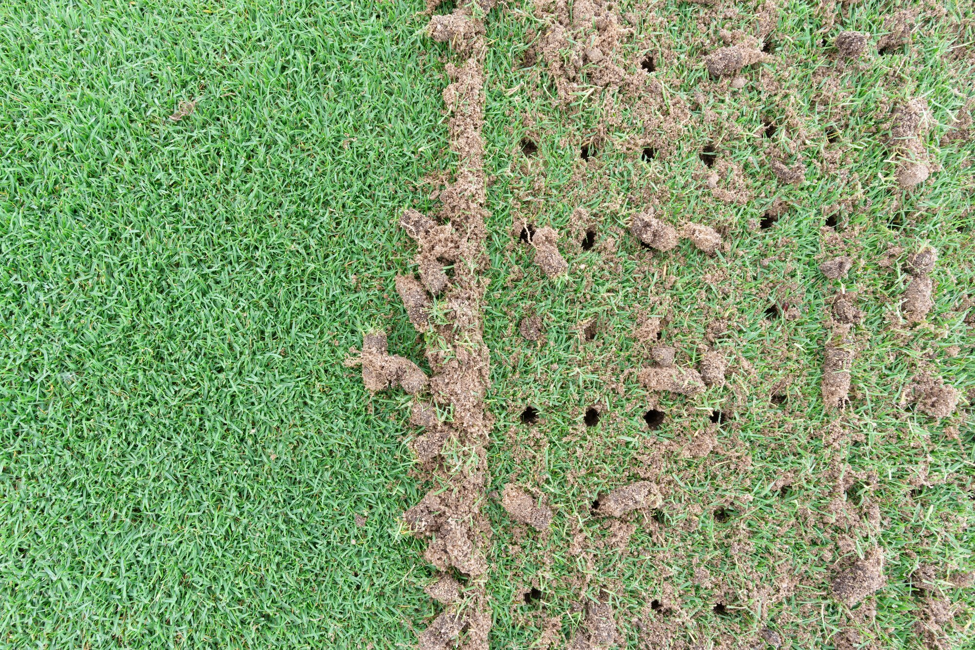 Close-up of a lawn after core aeration, showing soil plugs and open holes beside an un-aerated section